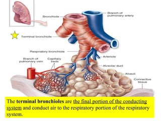 The  terminal bronchioles  are  the final portion of the conducting system  and conduct air to the respiratory portion of the respiratory system. 