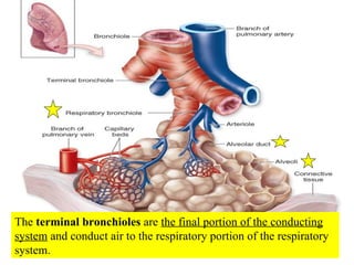 The  terminal bronchioles  are  the final portion of the conducting system  and conduct air to the respiratory portion of the respiratory system. 