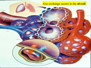 Gas exchange occurs in the  alveoli 