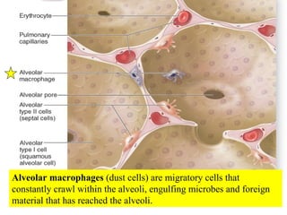 Alveolar macrophages  (dust cells) are migratory cells that constantly crawl within the alveoli, engulfing microbes and foreign material that has reached the alveoli. 