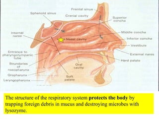 The structure of the respiratory system  protects the body  by trapping foreign debris in mucus and destroying microbes with lysozyme. 