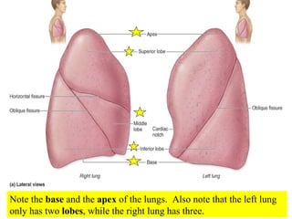 Note the  base  and the  apex  of the lungs.  Also note that the left lung only has two  lobes , while the right lung has three. 