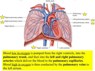 Blood  low in oxygen  is pumped from the right ventricle, into the  pulmonary trunk , and then into the  left and right pulmonary arteries  which deliver the blood to the  pulmonary capillaries .  Blood  high in oxygen  is then conducted by the  pulmonary veins  to the left atrium. 