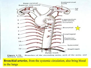Bronchial arteries , from the systemic circulation, also bring blood to the lungs  