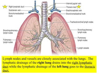 Lymph nodes and vessels are closely associated with the lungs.  The lymphatic drainage of the  right lung  drains into the  right lymphatic duct  while the lymphatic drainage of the  left lung  goes to the  thoracic duct. 