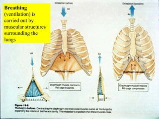 Breathing  (ventilation) is carried out by muscular structures surrounding the lungs 