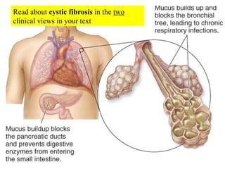 Read about  cystic fibrosis  in the  two  clinical views in your text 