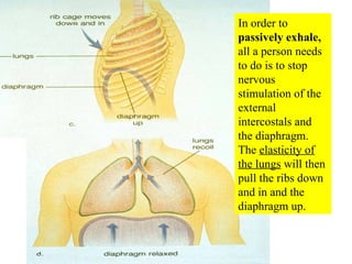 In order to  passively exhale,  all a person needs to do is to stop nervous stimulation of the external intercostals and the diaphragm.  The  elasticity of the lungs  will then pull the ribs down and in and the diaphragm up. 