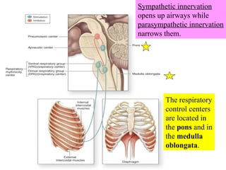 Sympathetic innervation  opens up airways while  parasympathetic innervation  narrows them. The respiratory control centers are located in the  pons  and in the  medulla oblongata . 