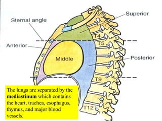 The lungs are separated by the  mediastinum  which contains the heart, trachea, esophagus, thymus, and major blood vessels. 