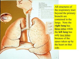 All structures of the respiratory tract beyond the primary bronchi are contained in the lungs.  Note the  right lung  has  three lobes  while the  left lung  has only  two lobes  because of the space taken up by the heart on that side. 