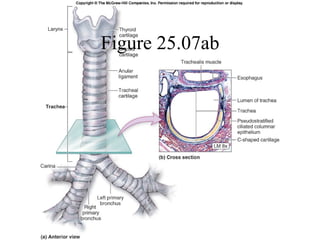 Figure 25.07ab 