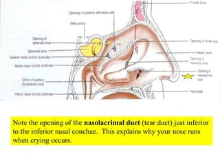 Note the opening of the  nasolacrimal duct  (tear duct) just inferior to the inferior nasal conchae.  This explains why your nose runs when crying occurs. 