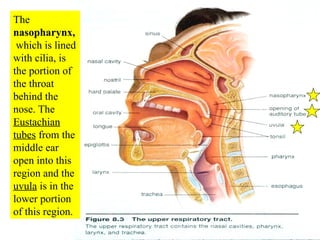 The  nasopharynx,  which is lined with cilia,   is the portion of the throat behind the nose. The  Eustachian tubes  from the middle ear open into this region and the  uvula  is in the lower portion of this region. 