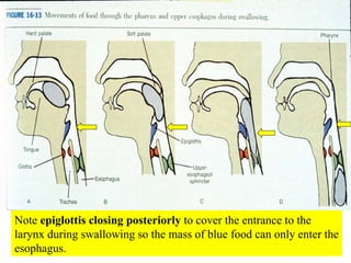 Note  epiglottis closing posteriorly  to cover the entrance to the larynx during swallowing so the mass of blue food can only enter the esophagus. 