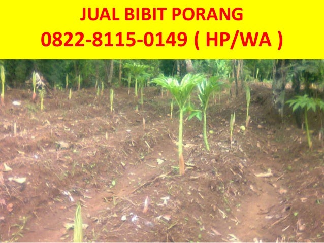 Jual Bibit Porang Bogor Wa 0856 4514 7822 Termudah By Jual