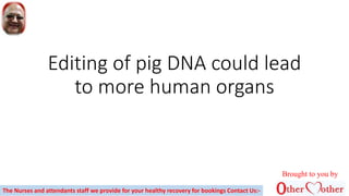 Editing of pig DNA could lead
to more human organs
Brought to you by
The Nurses and attendants staff we provide for your healthy recovery for bookings Contact Us:-
 