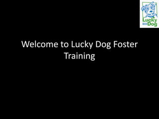Welcome to Lucky Dog Foster
         Training
 