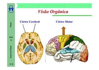 ITORA
    ED




UT

                      A
                                       Visão Orgânica
A




  A D E S OU Z




                          Córtex Cerebral      Córtex Motor
     Passe




    Aula
     12
     Casos de Passe




    5/8
 
