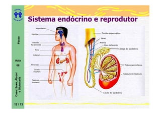 ITORA
    ED




UT

                         A
                             Sistema endócrino e reprodutor
A




  A D E S OU Z
           Passe




    Aula
       08
    Caso: Sexo, Álcool
       e Glutonaria




12 / 13
 