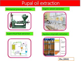 Pupal oil - An alternative feedstock for biodiesel production | PPTX