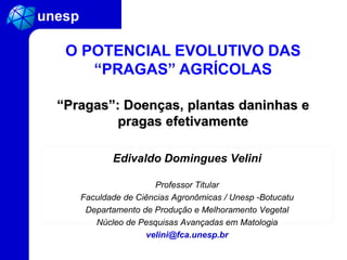 Edivaldo Domingues Velini
Professor Titular
Faculdade de Ciências Agronômicas / Unesp -Botucatu
Departamento de Produção e...