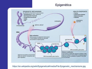 Epigenética
https://en.wikipedia.org/wiki/Epigenetics#/media/File:Epigenetic_mechanisms.jpg
 