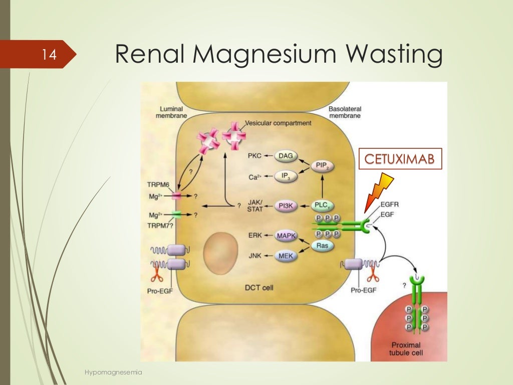 Magnesium Homeostasis and disorders