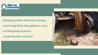 Edmonton’s Professional Weigh In The Nuanced Pros & Cons Of Stump ...