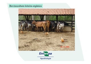 Bovinocultura leiteira orgânica
 