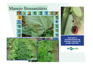 Manejo fitossanitário
 