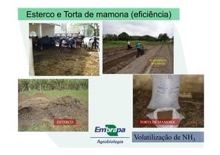 PLANOSSOLOPLANOSSOLO
95% AREIA95% AREIA
Esterco e Torta de mamona (eficiência)
ESTERCOESTERCO TORTA DE MAMONATORTA DE MAMONA
Volatilização de NH3
 