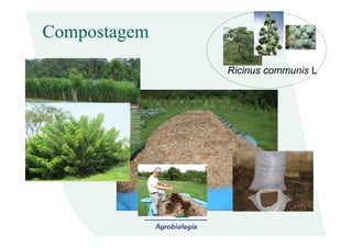 Compostagem
Ricinus communis L
 
