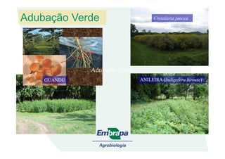 ANILEIRAANILEIRA (Indigofera hirsuta)(Indigofera hirsuta)
GUANDUGUANDU
Adubação Verde
Crotalaria junceaCrotalaria juncea
ANILEIRA (ANILEIRA (Indigofera hirsutaIndigofera hirsuta))
Adubação Verde
GUANDUGUANDU ANILEIRA (ANILEIRA (Indigofera hirsutaIndigofera hirsuta))
 