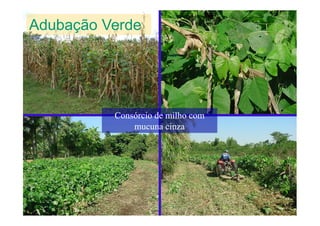 Consórcio de milho comConsórcio de milho com
Adubação Verde
Consórcio de milho comConsórcio de milho com
mucunamucuna cinzacinza
 