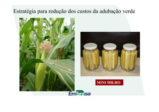 Estratégia para redução dos custos da adubação verde
MINI MILHOMINI MILHO
 