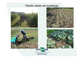 Plantio direto de hortaliças
 