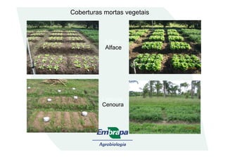 Alface
Coberturas mortas vegetaisCoberturas mortas vegetais
Alface
Cenoura
Cenoura
 
