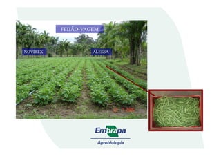 FEIJÃO-VAGEM
ALESSAALESSANOVIREX
 