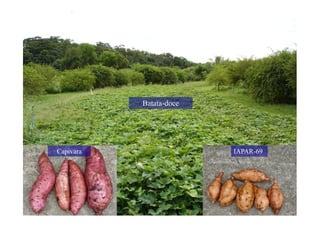 Batata-doce
IAPAR-69Capivara
 