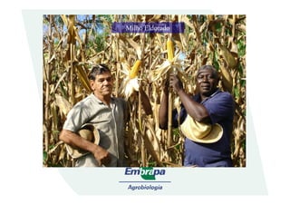Milho Eldorado
 