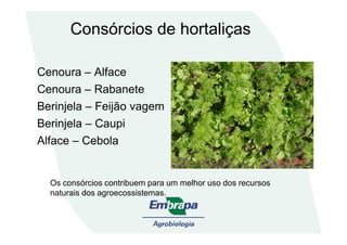 Cenoura – Alface
Cenoura – Rabanete
Berinjela – Feijão vagem
Berinjela – Caupi
Consórcios de hortaliças
Berinjela – Caupi
Alface – Cebola
Os consórcios contribuem para um melhor uso dos recursos
naturais dos agroecossistemas.
 