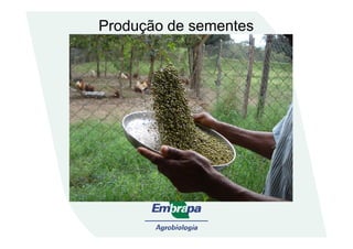 Produção de sementes
 