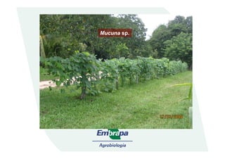 MucunaMucuna sp.sp.
 