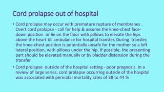 Cord prolapse out of hospital
• Cord prolapse may occur with premature rupture of membranes .
Overt cord prolapse - call for help & assume the knee-chest face-
down position or lie on the floor with pillows to elevate the hips
above the heart till ambulance for hospital transfer. During transfer,
the knee-chest position is potentially unsafe for the mother so a left
lateral position, with pillows under the hip. If possible, the presenting
part should be elevated manually or by bladder distension during the
transfer
• Cord prolapse outside of the hospital setting - poor prognosis. In a
review of large series, cord prolapse occurring outside of the hospital
was associated with perinatal mortality rates of 38 to 44 %
 