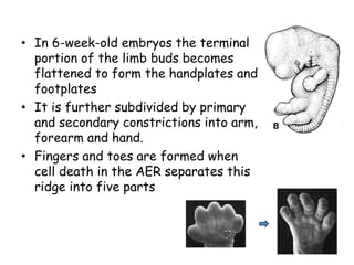 Embryo Hand E&d of h.skeleton | PPTX