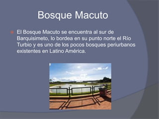 Bosque Macuto
 El Bosque Macuto se encuentra al sur de
Barquisimeto, lo bordea en su punto norte el Río
Turbio y es uno de los pocos bosques periurbanos
existentes en Latino América.
 