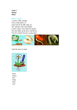 Grade 1
Biology
Plants
What is a seed?
A seed is a little package.
It has a baby plant in it.
It has food for the little plant too.
The seed gets water and sunshine.
It starts to grow roots under the ground.
The stem holds up the leaves and flowers.
Now the seed has become a young plant.
Label the parts of a plant
Roots
Flower
Soil
Petals
Stem
Leaf
 