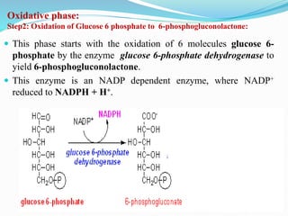 Oxidative phase:
Step2: Oxidation of Glucose 6 phosphate to 6-phosphogluconolactone:
 This phase starts with the oxidation of 6 molecules glucose 6-
phosphate by the enzyme glucose 6-phosphate dehydrogenase to
yield 6-phosphogluconolactone.
 This enzyme is an NADP dependent enzyme, where NADP+
reduced to NADPH + H+.
 