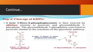 Entener dudorooff pathway.pptx